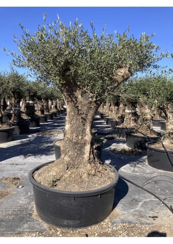 Popular Olea europaea, Olivenbaum