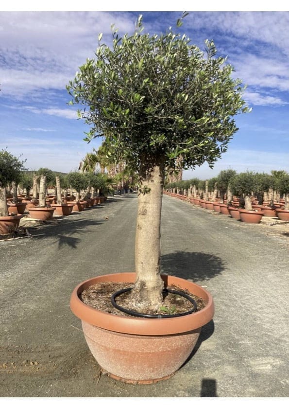 Outlet Olivenbaum Olea europaea 20-40 Jahre alter Stamm 2,4-2,8m