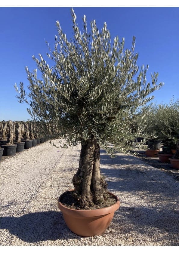 Olivenbaum Olea europaea hotsell 20-40 Jahre alter Stamm 2,4-2,8m